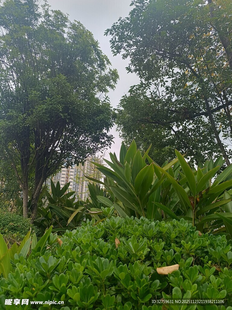 茂密丛林中的建筑一角