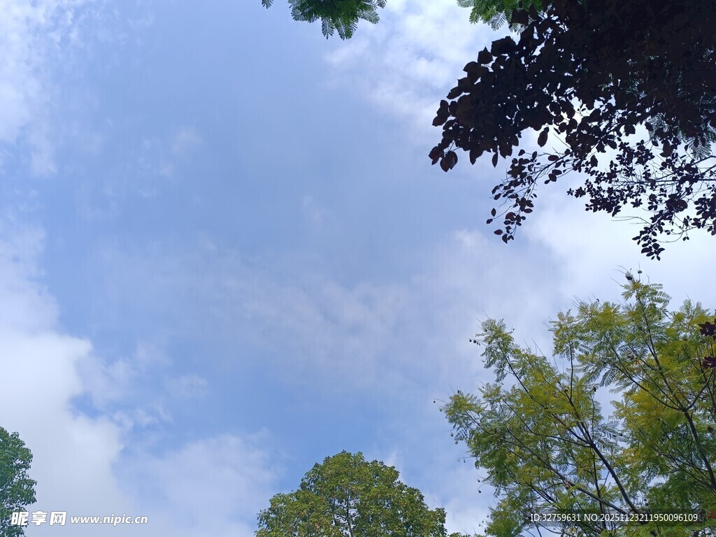 仰望蓝天绿树