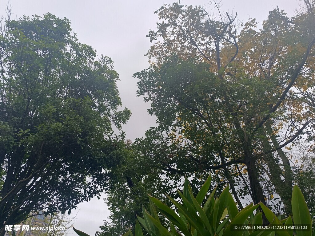 茂密树林中的自然景致