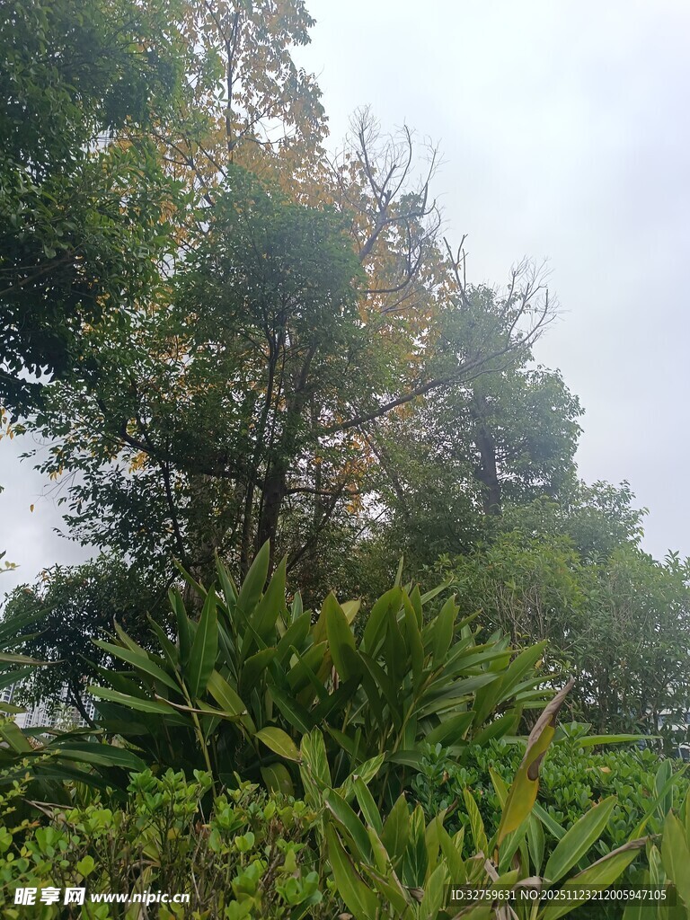 山林间繁茂绿植景色