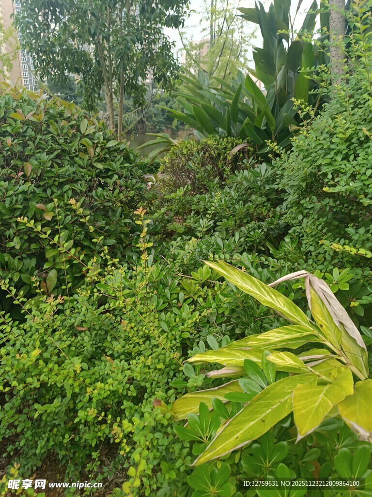繁茂绿植景观