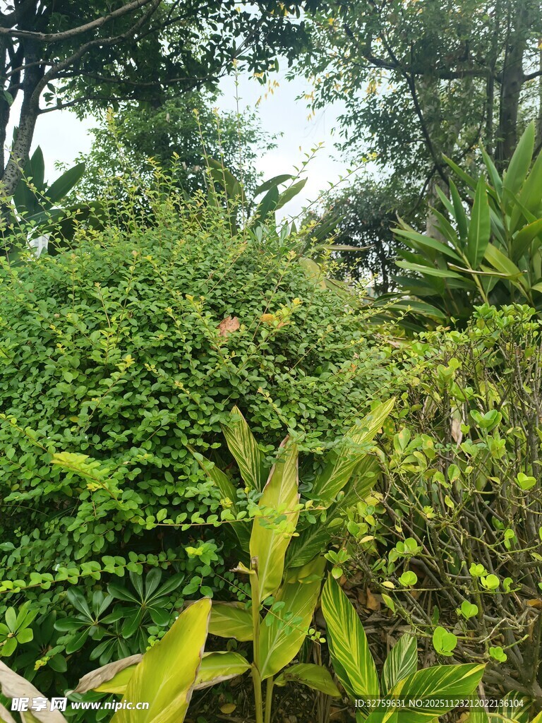 繁茂绿植景观