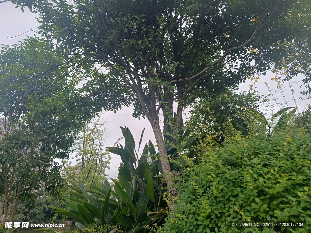 茂密丛林中的高大树木