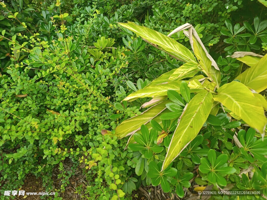 翠绿植物中的黄色叶片