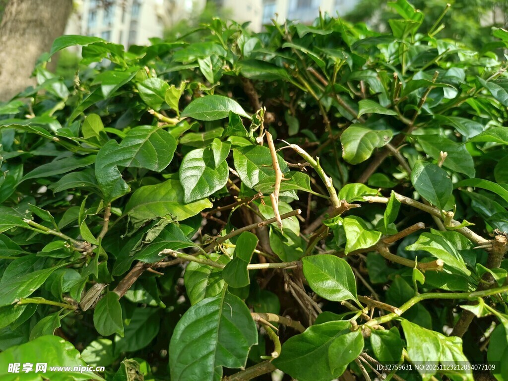 绿叶繁茂的植物景观