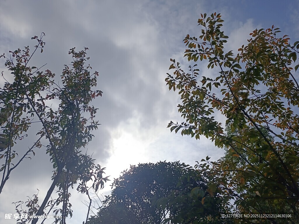 仰视天空下的繁茂树木
