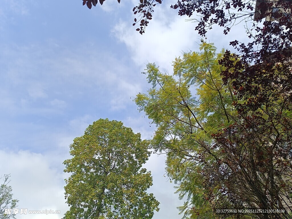 蓝天绿树风景图