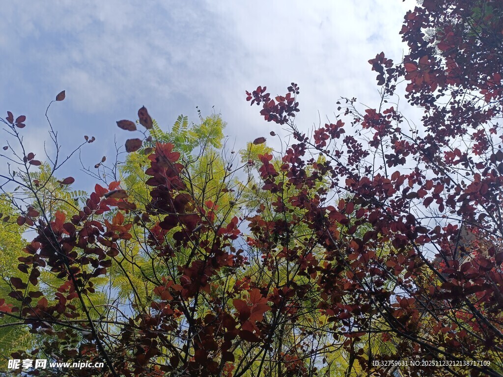 秋日枝头多彩树叶景观