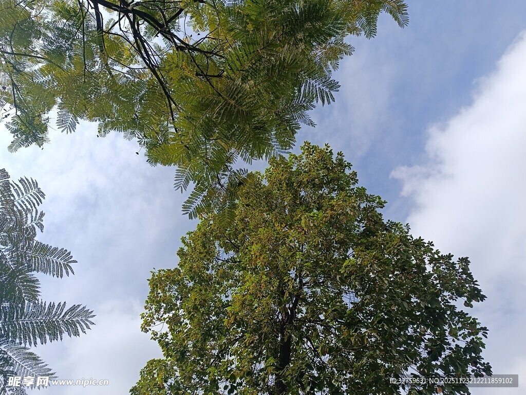 仰视绿树蓝天美景