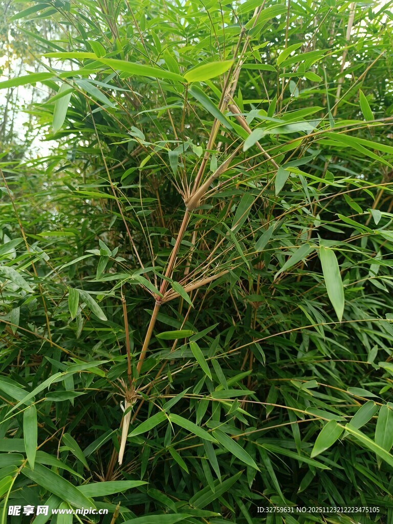 野外茂盛的绿色植物丛