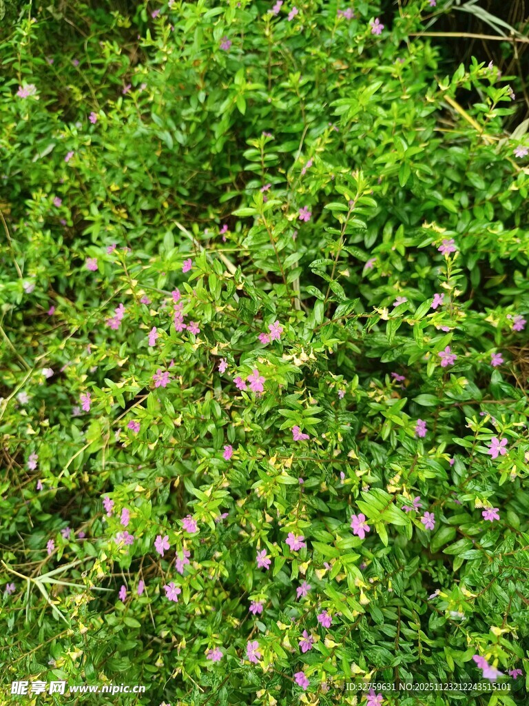 繁茂绿植中的紫色小花