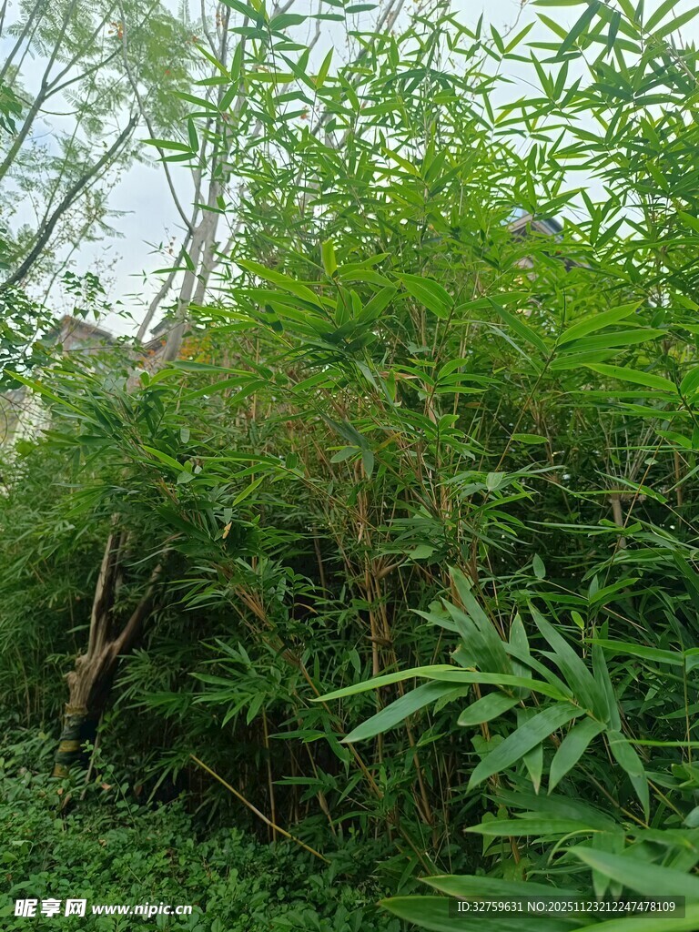 茂密繁茂的绿色植物景观