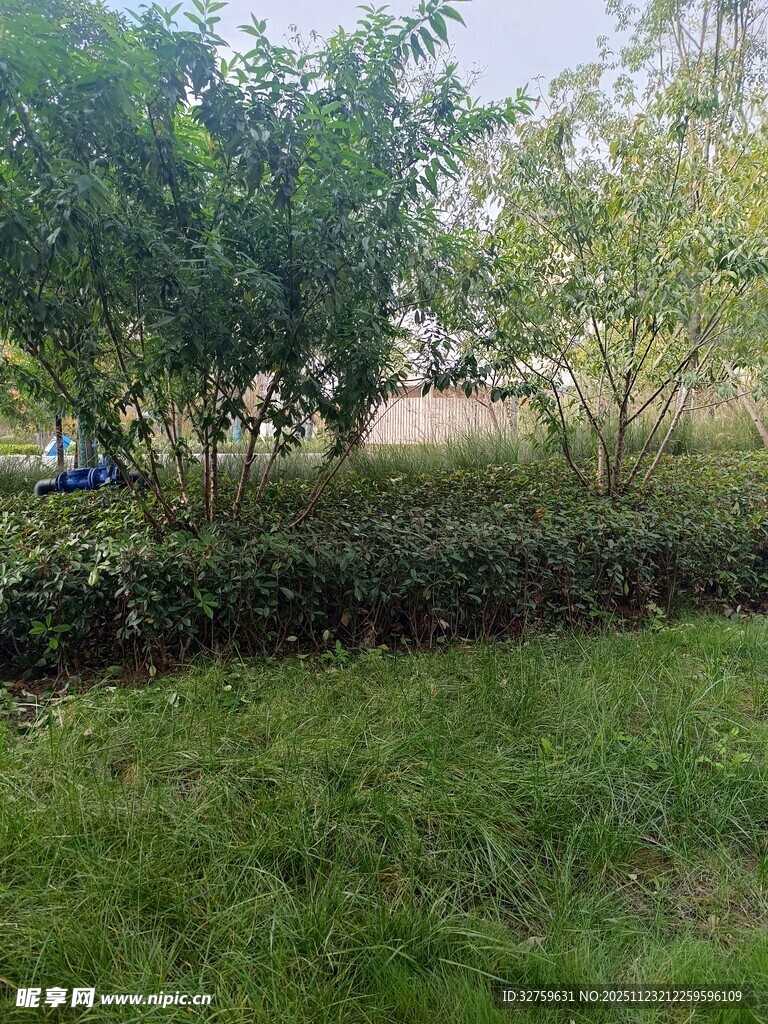 绿意盎然的户外园林景观