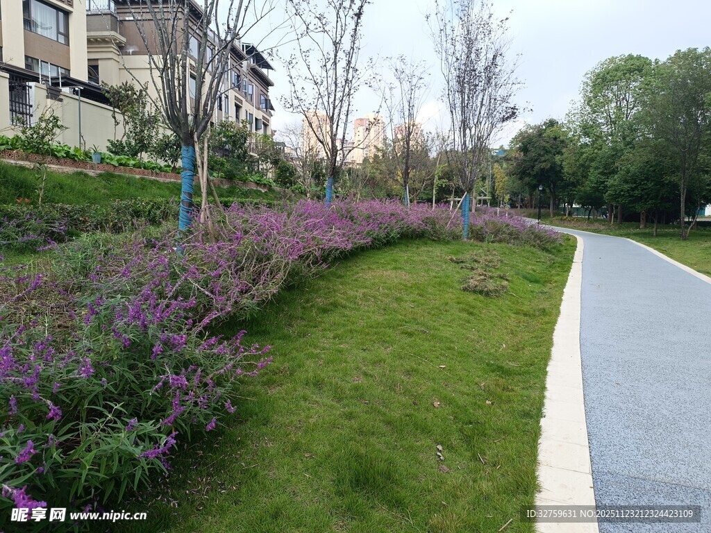 城市路边美丽花草景观