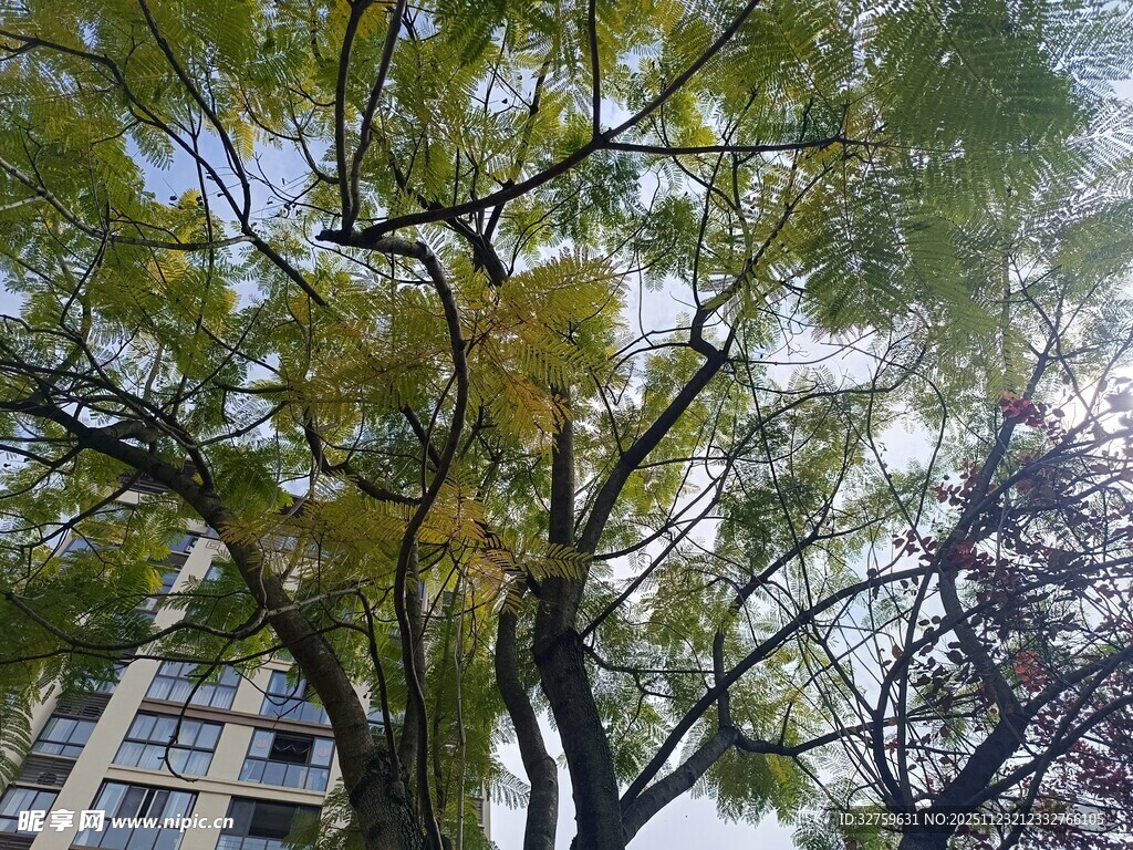 高大树木与背景中的建筑