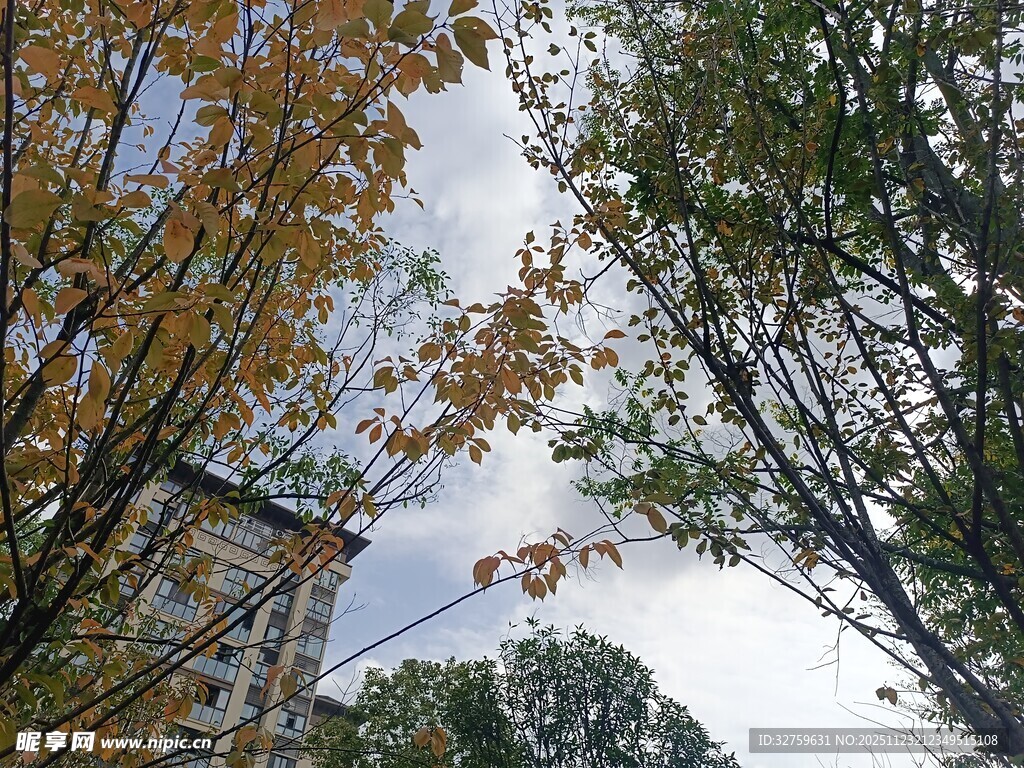 秋日树梢间的天空景色