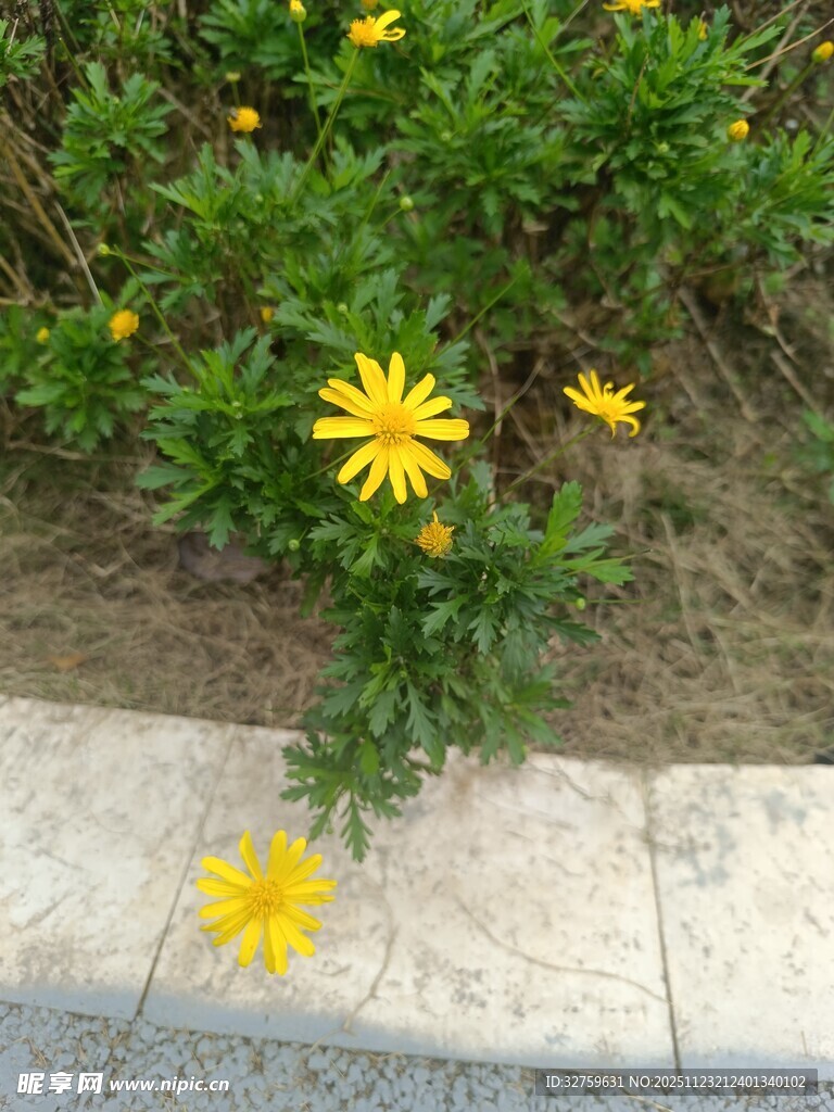 路边绽放的黄色小花