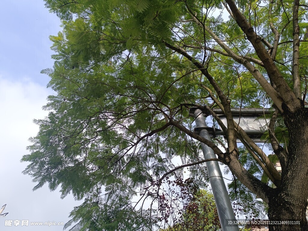 绿叶繁茂的树木景象