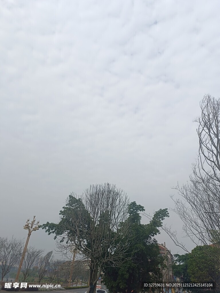 阴天中的树木景观