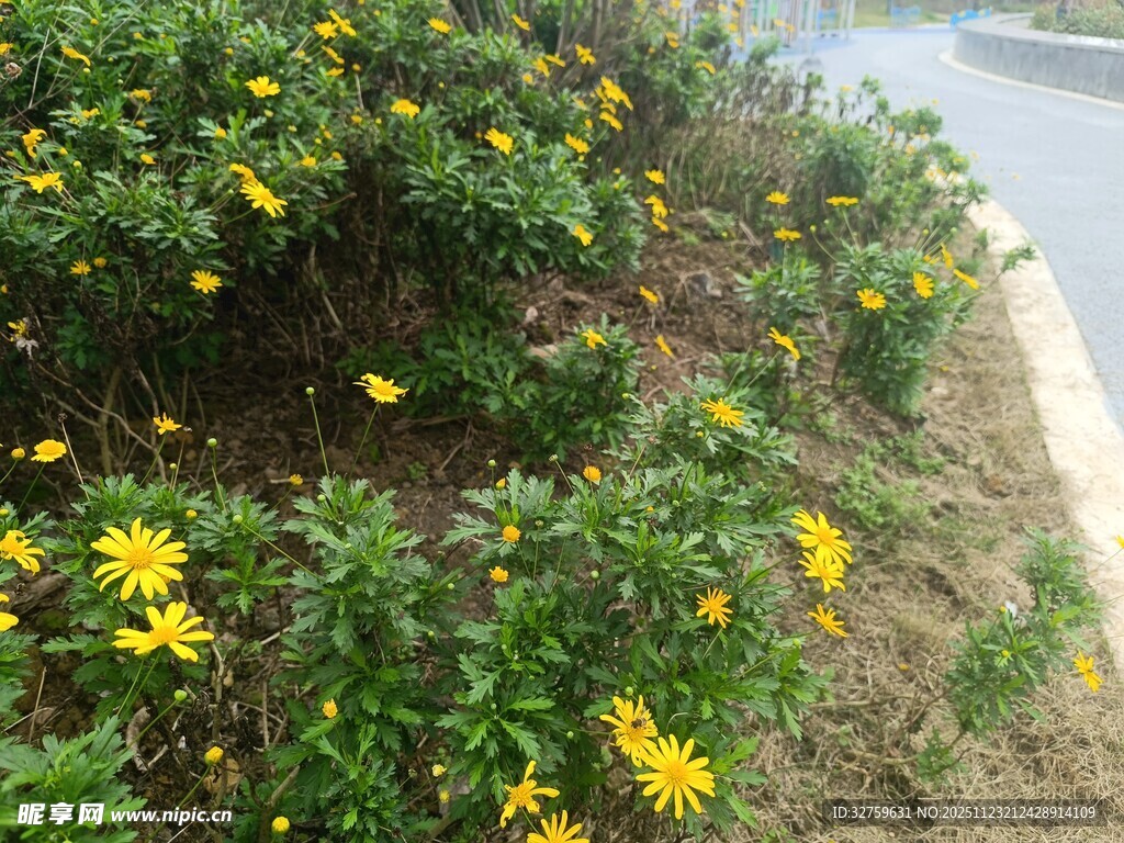 路边绽放的黄色小野花