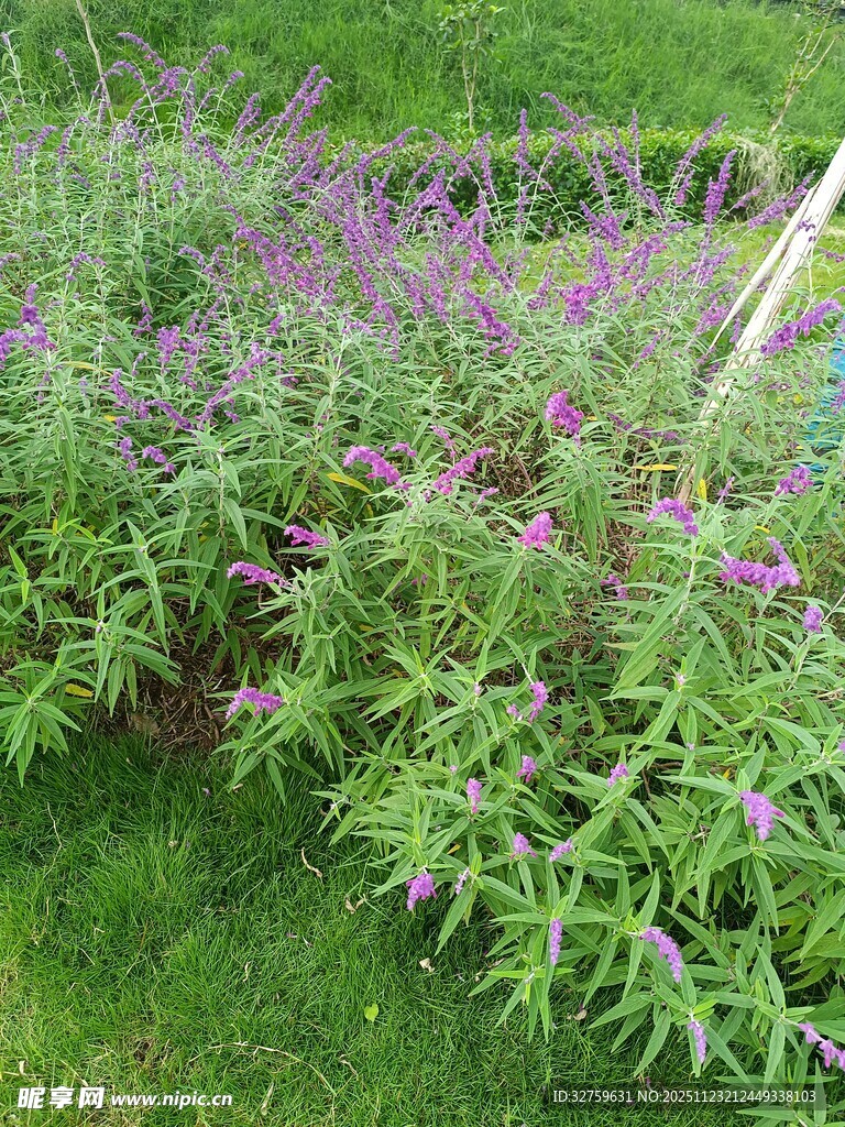 紫色花草生长于绿草地上