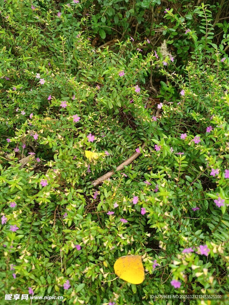 绿叶丛中的黄色花朵