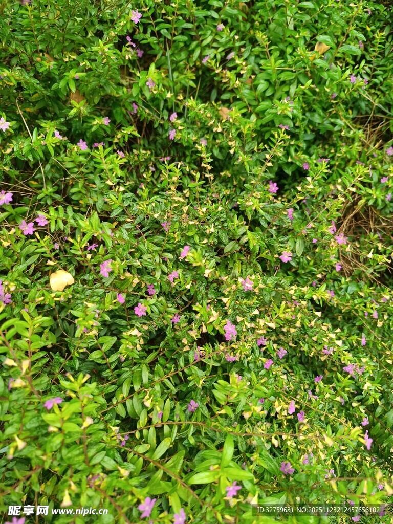 翠绿草地间点缀紫色小花