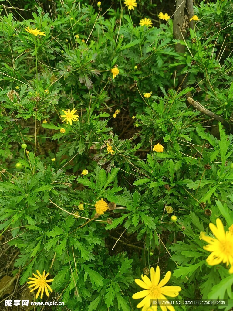 绿叶丛中的黄色小花