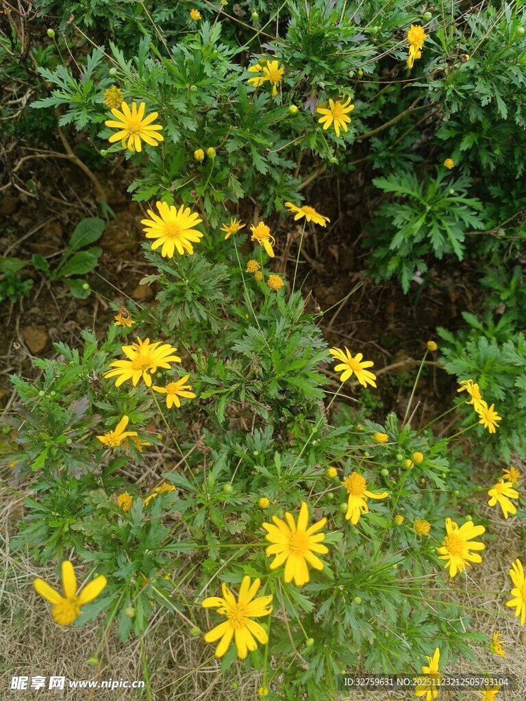 黄色小花绽放于绿叶间