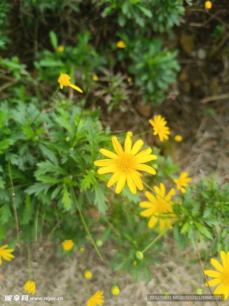 野外绽放的黄色小花