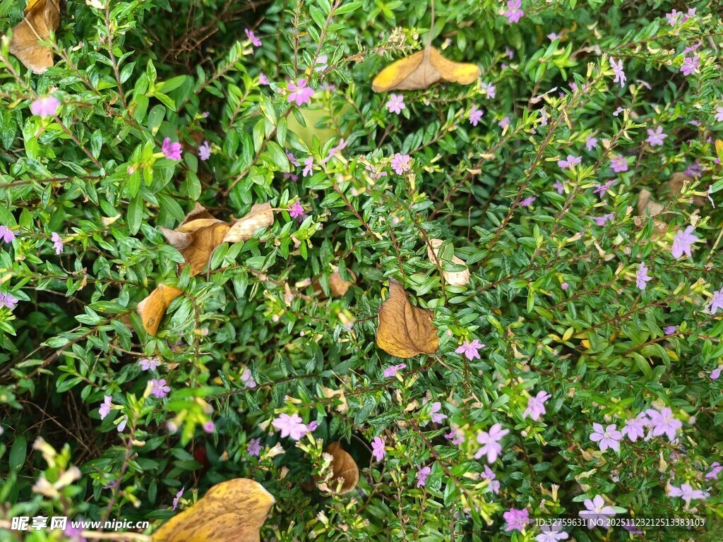 绿叶丛中彩蝶与小花