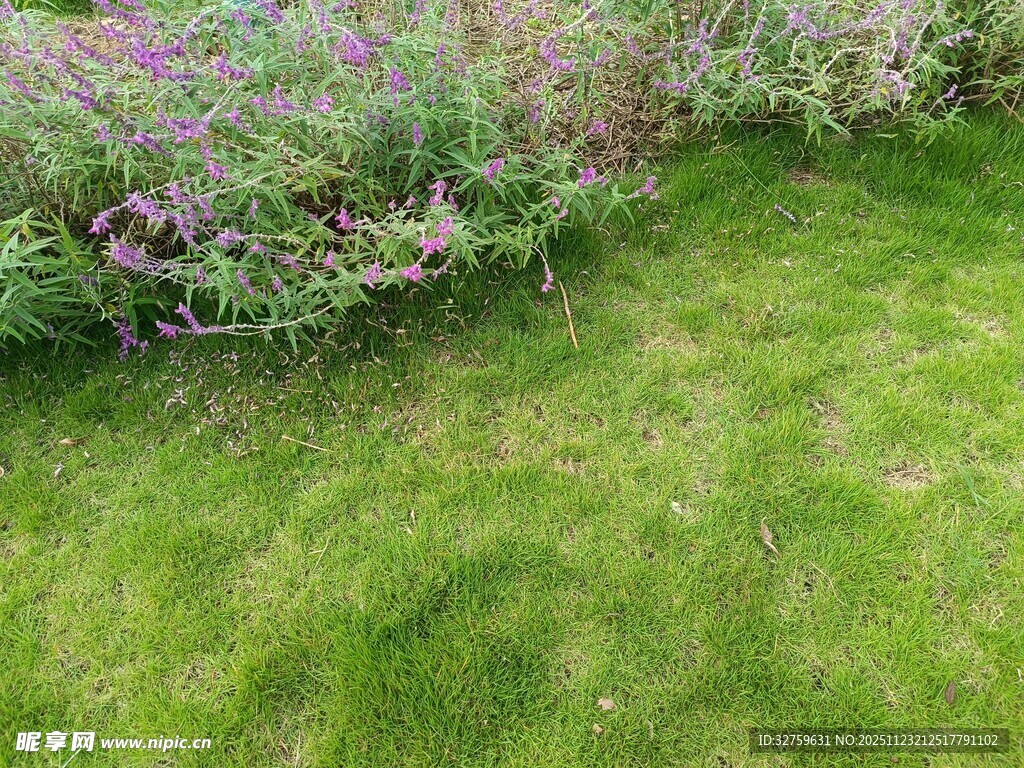翠绿草坪与紫色花丛