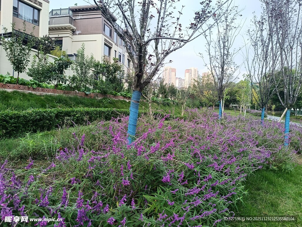 春日烂漫花丛中的雅致景致
