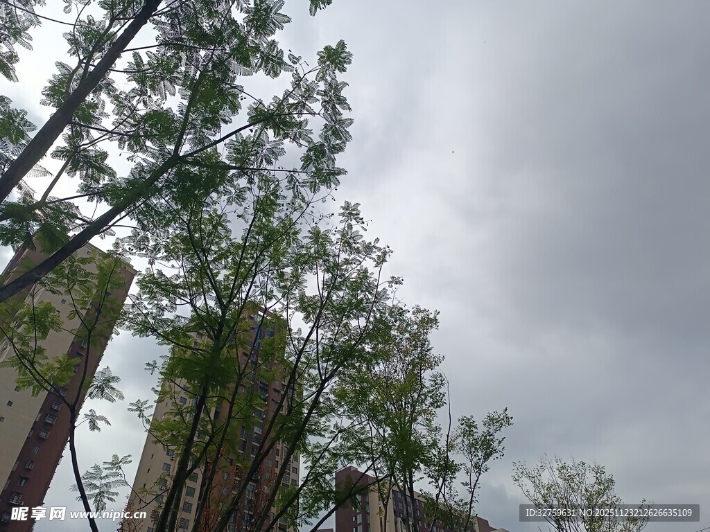 阴天树林中的高耸树木