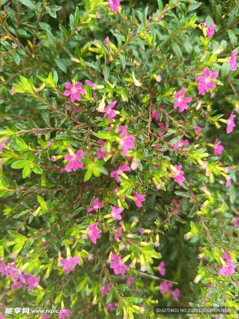 繁茂花丛中的娇艳粉花