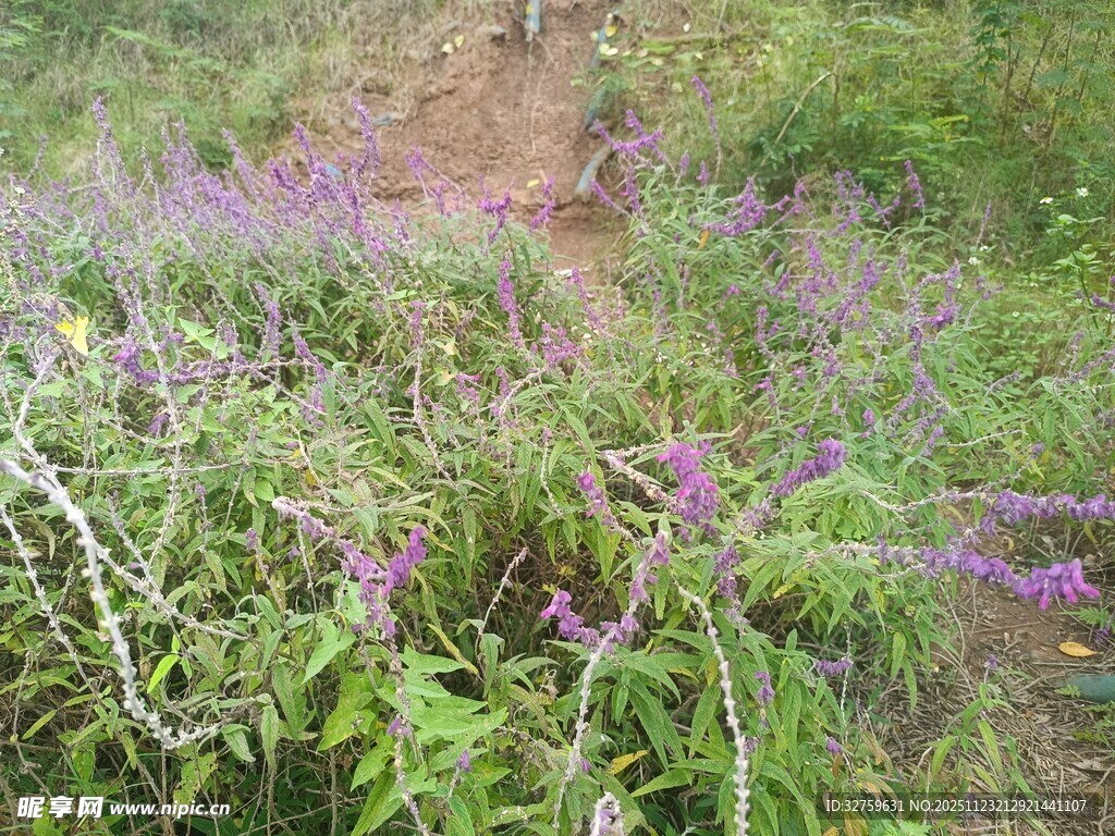 野外紫色花草景观