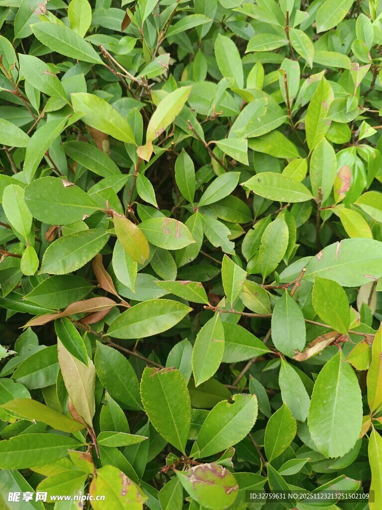 翠绿繁茂的叶片植物