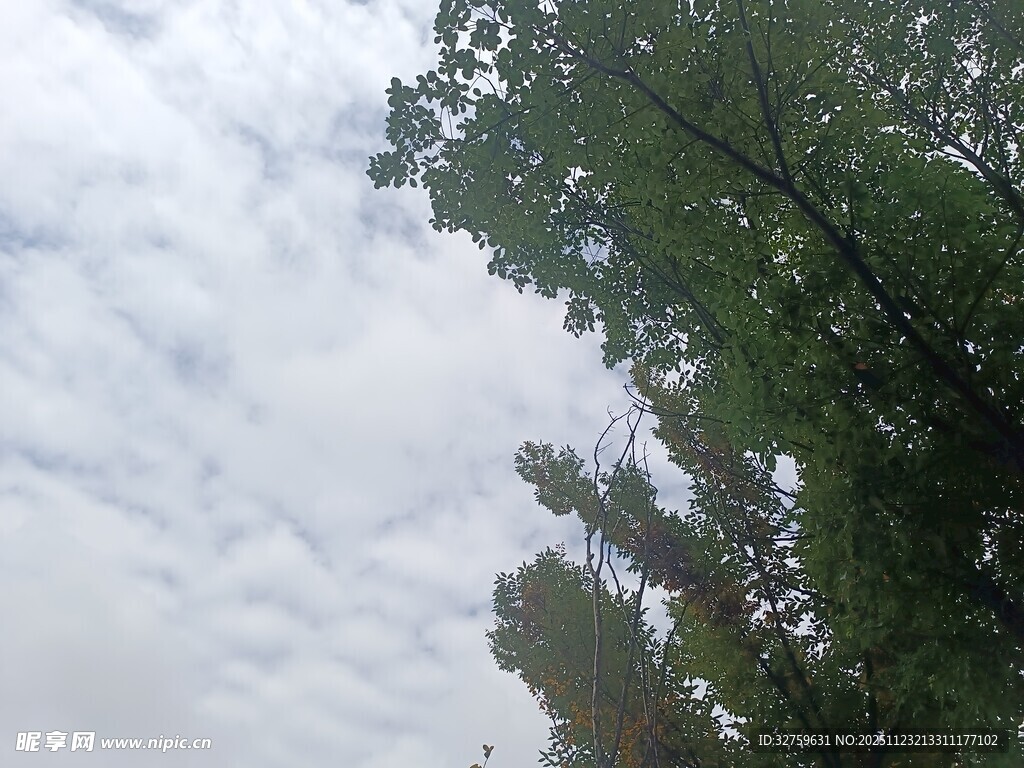 天空下的繁茂绿树