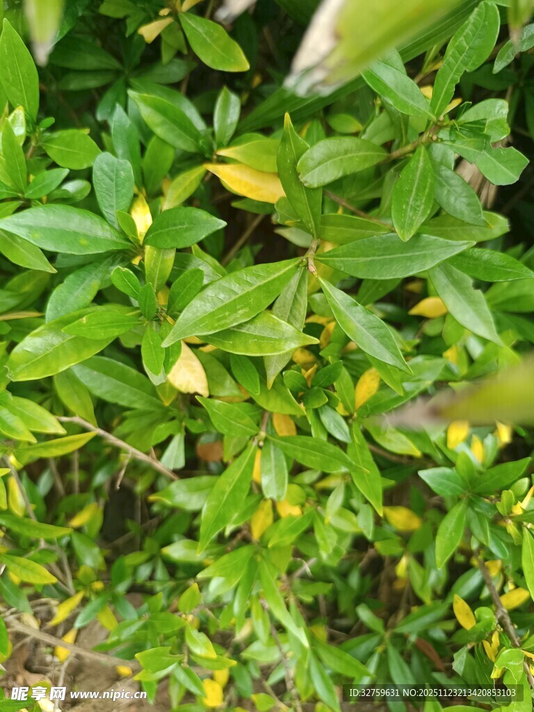 绿叶间的黄色小花