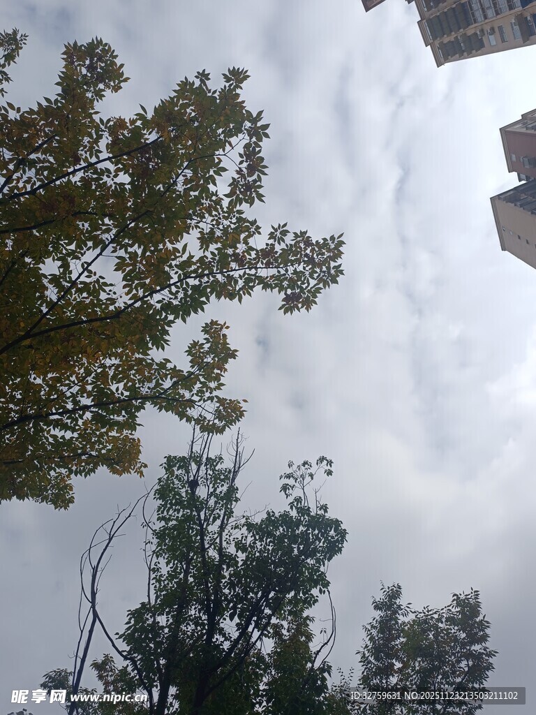 仰视天空中的树木与建筑