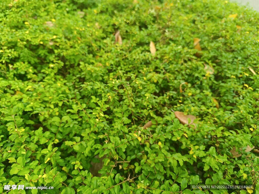 翠绿繁茂的植物景观