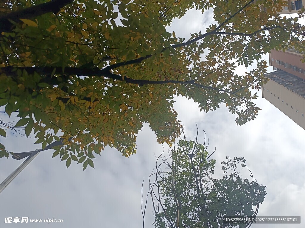 仰视视角下的树木枝叶