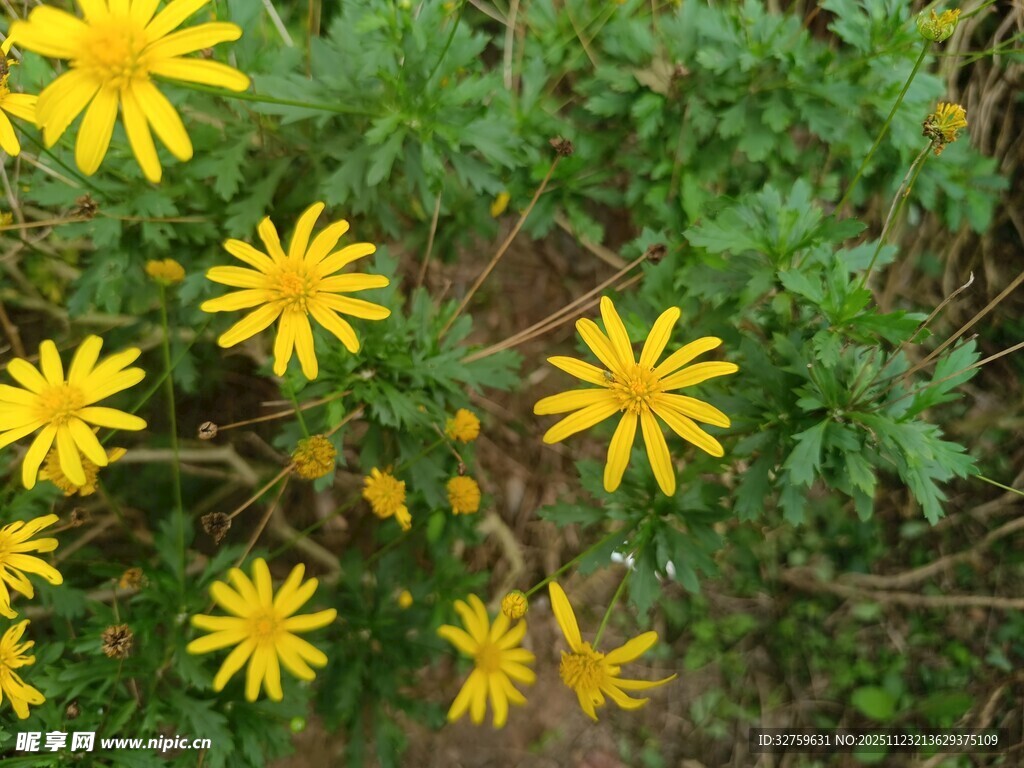 黄色小花绽放于绿叶间
