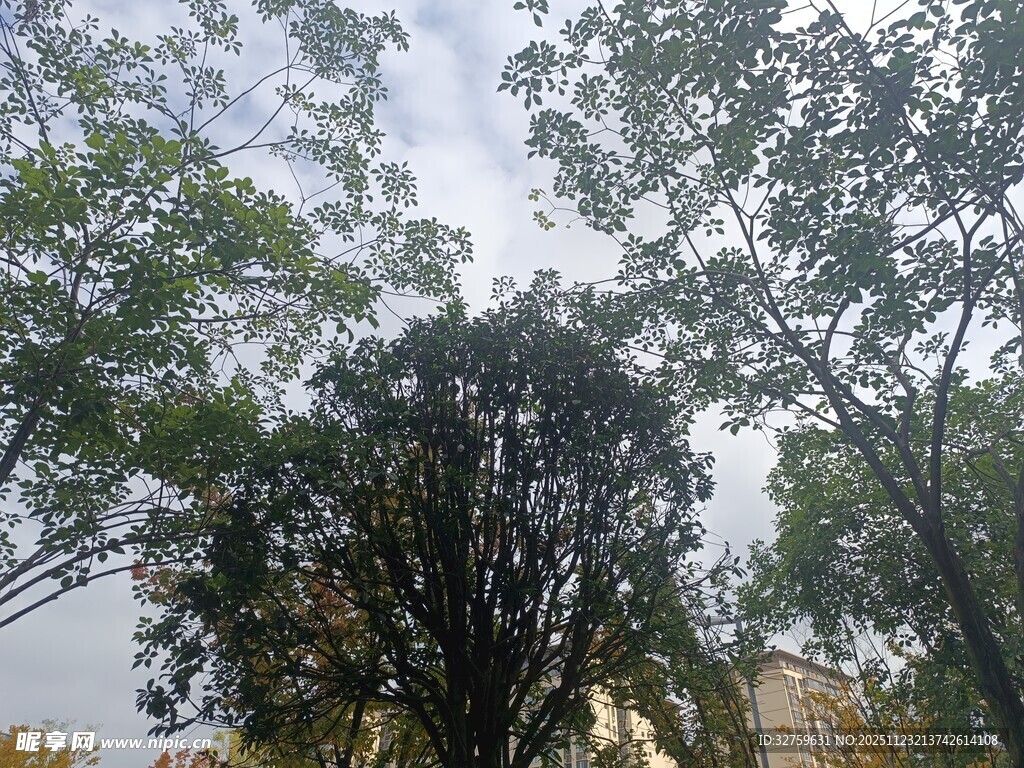 仰视繁茂树林景观