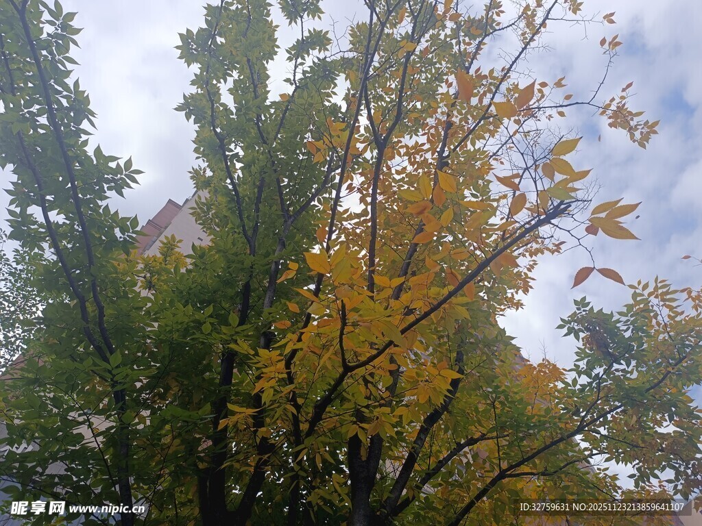 秋日树梢黄叶点缀美景