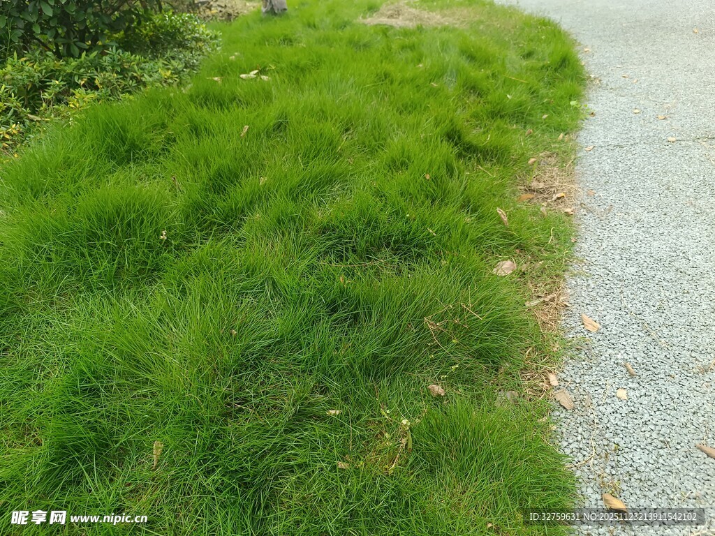 路边翠绿丛生的野草