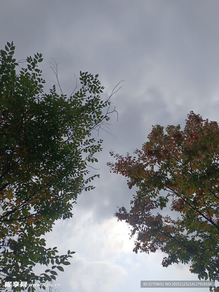 仰视天空中的绿树