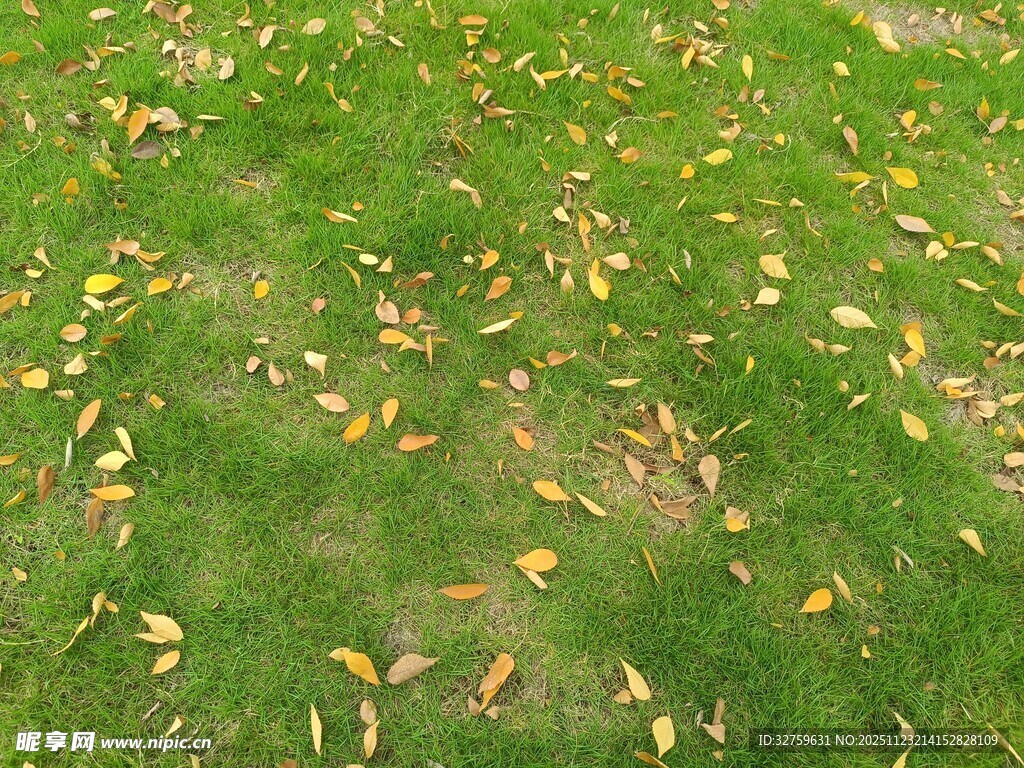 草地上散落的金黄树叶
