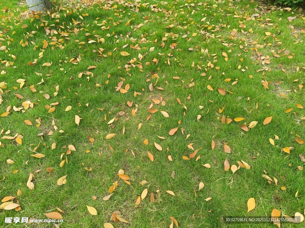 草地上散落的金黄落叶