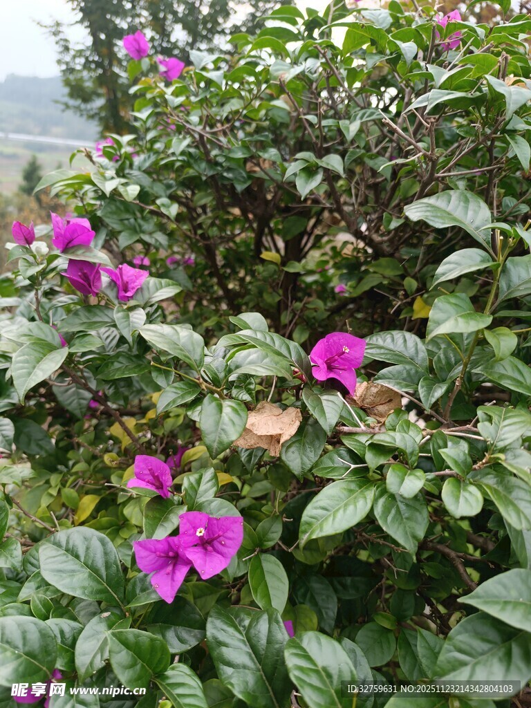 绽放的紫花与繁茂绿叶